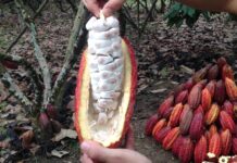 Kocao tiene un nuevo sistema de registro para la trazabilidad para exportar regulaciones europeas libres de exportación | Economía | Noticias