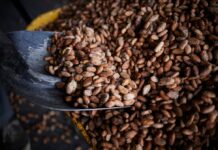 Tarifa estadounidense: a pesar de una situación favorable frente a los competidores globales, el sector local de cacao se da cuenta de las reacciones del mercado | Economía | Noticias