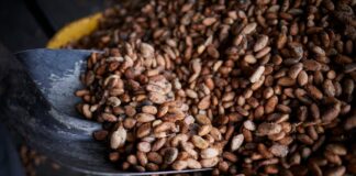 Tarifa estadounidense: a pesar de una situación favorable frente a los competidores globales, el sector local de cacao se da cuenta de las reacciones del mercado | Economía | Noticias