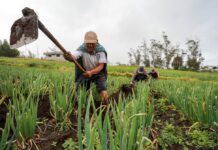 Con Reforma, el Ministerio de Agricultura ahora puede congelarse de la propiedad móvil a los productores pequeños y medianos que entregan la economía | Noticias