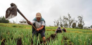 Con Reforma, el Ministerio de Agricultura ahora puede congelarse de la propiedad móvil a los productores pequeños y medianos que entregan la economía | Noticias