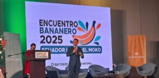 La enfermedad de Moko afecta a 2.700 hectáreas de plátanos en los ríos de acuerdo con los resultados del proyecto AEBE | Economía | Noticias