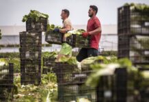 El 80% del crecimiento de España en los últimos cinco años se explica por el aumento de los trabajadores extranjeros | Negocio