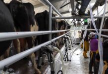 Tres industrias de lácteos ecuatorianos muestran interés en la exportación a China. ¿Cuándo lo hará y qué productos iniciarán productos? | Economía | Noticias