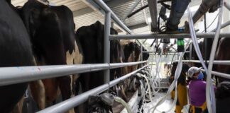 Tres industrias de lácteos ecuatorianos muestran interés en la exportación a China. ¿Cuándo lo hará y qué productos iniciarán productos? | Economía | Noticias