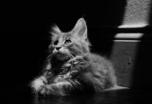 Lola Mullenlowe conquista un oro en los Premios Europeos de WARC