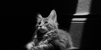 Lola Mullenlowe conquista un oro en los Premios Europeos de WARC