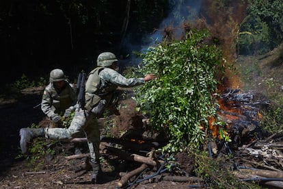Soldados mexicanos queman plantas de coca en el Estado de Guerrero.