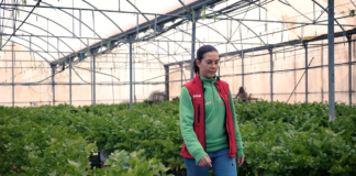 “Recomendaría Kit Digital a empresas para adaptarse a los nuevos tiempos” | Economía