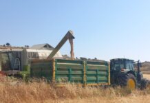 Los precios bajos marcan el mercado cerealista por la buena cosecha nacional y mundial | Economía