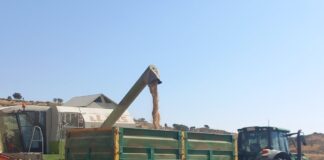 Los precios bajos marcan el mercado cerealista por la buena cosecha nacional y mundial | Economía