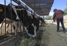 La producción agrícola y pesquera global aumentará un 14% en la próxima década | Economía