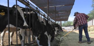 La producción agrícola y pesquera global aumentará un 14% en la próxima década | Economía