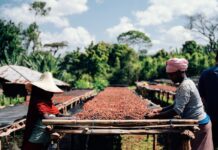 Los precios del café y el cacao se enfrían pero el mercado advierte del déficit de oferta | Mercados Financieros