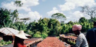 Los precios del café y el cacao se enfrían pero el mercado advierte del déficit de oferta | Mercados Financieros