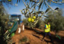 El mayor exportador español de aceituna de mesa, en alerta ante los aranceles: “No podemos renunciar a EE UU” | Empresas