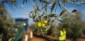 El mayor exportador español de aceituna de mesa, en alerta ante los aranceles: “No podemos renunciar a EE UU” | Empresas