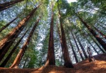 Sector forestal: una oportunidad estratégica | Negocios