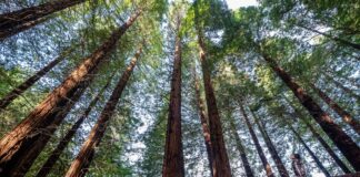 Sector forestal: una oportunidad estratégica | Negocios