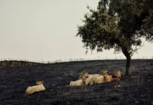 Los incendios provocan pérdidas récord para agricultores y ganaderos: “Nos hemos dejado la piel en el monte” | Economía