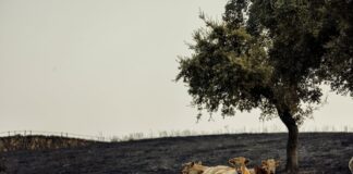 Los incendios provocan pérdidas récord para agricultores y ganaderos: “Nos hemos dejado la piel en el monte” | Economía