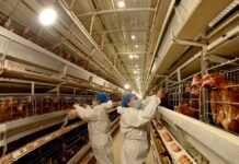 China veta la entrada de productos avícolas españoles por los brotes de gripe aviar | Economía