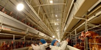 China veta la entrada de productos avícolas españoles por los brotes de gripe aviar | Economía