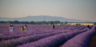 La lavanda se marchita | Negocios