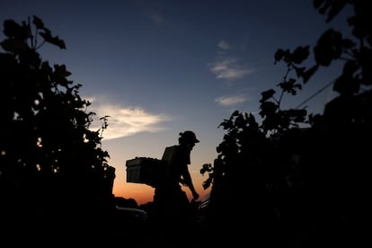 Vendimia en Château de La Tour, en la región vinícola de Borgoña, el 11 de septiembre de 2023.