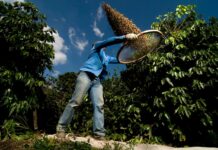 Los aranceles de Estados Unidos a Brasil provocan una tormenta en el mercado del café | Mercados Financieros