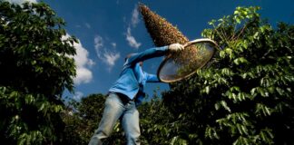 Los aranceles de Estados Unidos a Brasil provocan una tormenta en el mercado del café | Mercados Financieros