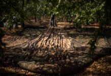 La cesta de la compra, cada vez más imprevisible por el cambio climático y los fenómenos extremos | Economía