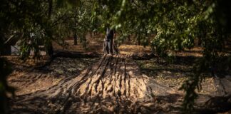 La cesta de la compra, cada vez más imprevisible por el cambio climático y los fenómenos extremos | Economía