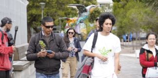 Regular el consumo del cannabis en Ecuador cuenta con 20.000 firmas de apoyo que fueron entregadas en la Asamblea Nacional | Política | Noticias