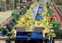 The Real Green Food: El ‘imperio’ navarro de las verduras y las legumbres que le declara la guerra a la comida basura | Negocios