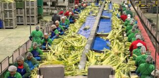 The Real Green Food: El ‘imperio’ navarro de las verduras y las legumbres que le declara la guerra a la comida basura | Negocios