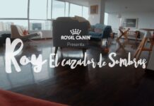 Los gatos lideran el mercado pet en Europa y América Latina