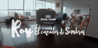 Los gatos lideran el mercado pet en Europa y América Latina