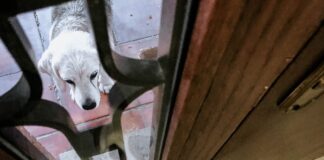 La ley de bienestar animal no evita que los vecinos se lleven como el perro y el gato | Negocios