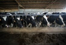 La leche se encarece con la producción en retroceso por la falta de relevo generacional | Economía