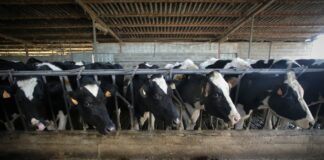 La leche se encarece con la producción en retroceso por la falta de relevo generacional | Economía