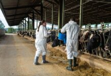 Dermatosis Nodular Contagiosa, el virus que amenaza al ganado en Girona: “La sensación tras el sacrificio de los animales no se puede describir con palabras” | Economía