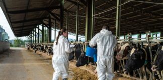 Dermatosis Nodular Contagiosa, el virus que amenaza al ganado en Girona: “La sensación tras el sacrificio de los animales no se puede describir con palabras” | Economía