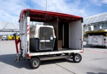 La justicia europea considera a los animales de compañía “equipaje” en los vuelos | Economía