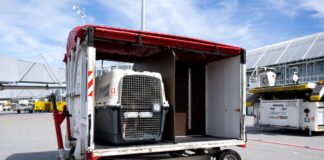 La justicia europea considera a los animales de compañía “equipaje” en los vuelos | Economía