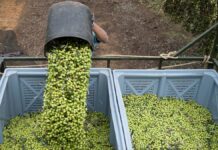 Los analistas de la patronal calculan que la guerra arancelaria restará hasta dos décimas de crecimiento a España en 2025 | Economía