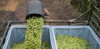 Los analistas de la patronal calculan que la guerra arancelaria restará hasta dos décimas de crecimiento a España en 2025 | Economía