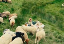 premios en 5 categorías nuevas