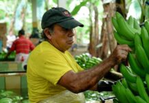 Daniel Noboa reforma el reglamento de la Ley para estimular y controlar la producción y comercialización del banano de exportación | Política | Noticias