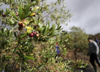 Aceite, jamón, maquinaria y vino: lo que más exporta España a Estados Unidos | Economía